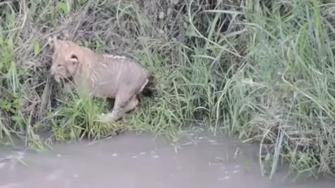 Lions teach her babies