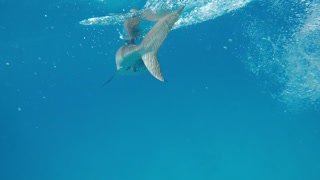 Slapping a Shark