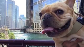 Adorable Chicago Puppy Exploring the City on his Birthday