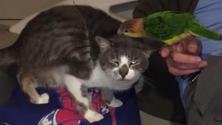 Bird Helps Three-Legged Cat Scratch