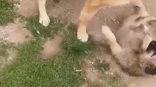 Stray puppy instantly becomes best friends with dog