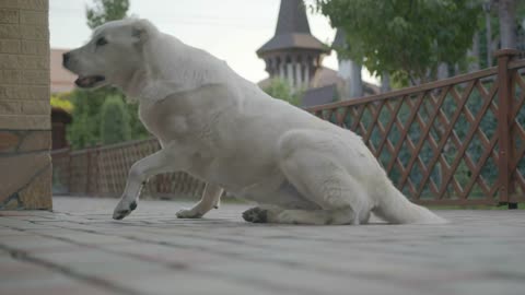 Big central Asian Dog. Portrait of Cute happy Alabai Dog. Alabai Breed. Summer day