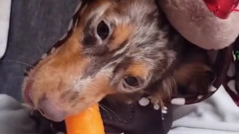 Have you ever seen a dog that loves carrots?