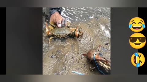 A great crab-catching ride