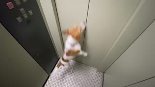 Jack Russel dog ijumps trying to escape from the elevator