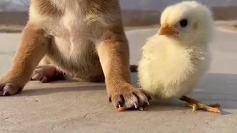 Cute 🥺 funny 🤣 dog 🐕 puppy playing with duck kids