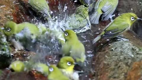 Beautiful birds bathing in the water.