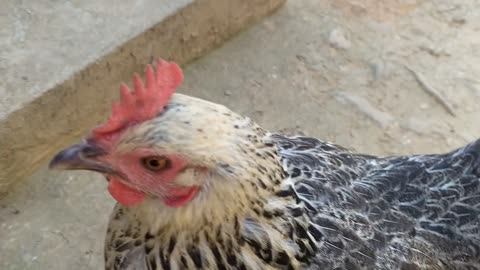 amazing hen