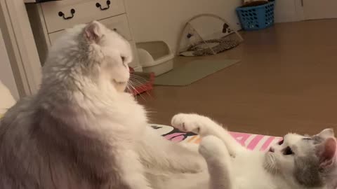 playing with the cat sisters on the bed