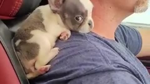 Puppy Goes for a Drive on Guy's Shoulder
