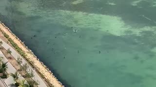 Patos nadando en la bahía