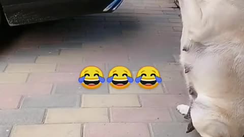 Smart Parking Expert Labrador Dog