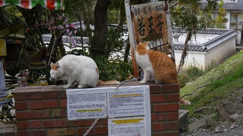 Feeding the cute street cats