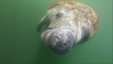 Curious Manatee Comes in for a Closer Look