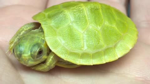 Newborn baby turtle has an itch
