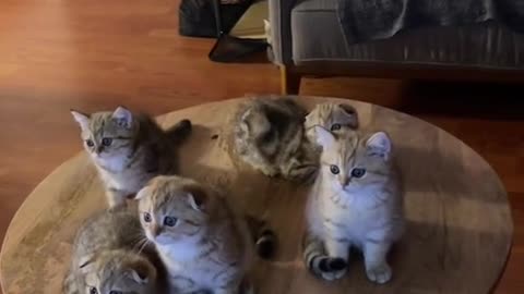 These kittens are so cute