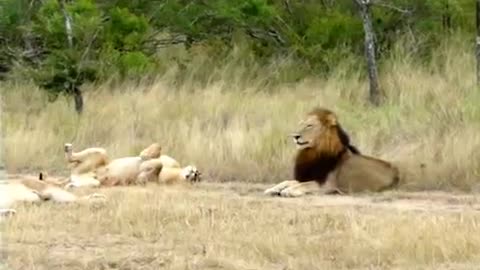 Lioness tried to lure a male Lion to mate!