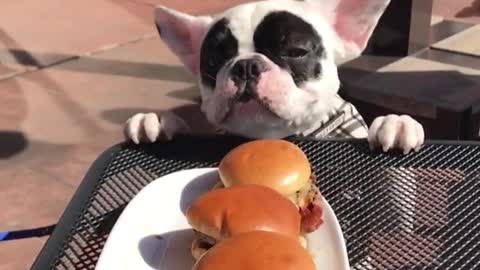 Puppy Proves She Will Literally Work For Food