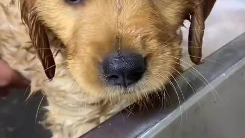 Golden retriever first bath 😍😍