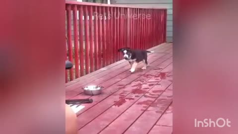 Don't try laugh funny cat an dog viral 🐕🐈video see more video following us