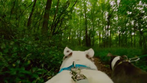 Dogs on hiking trails