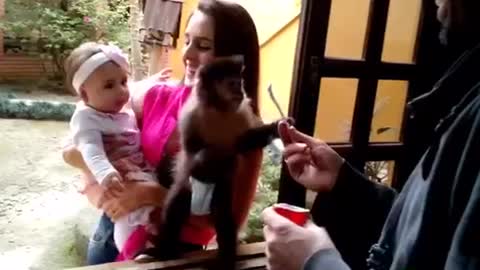 Monkey kisses baby, baby can't stop laughing