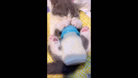 Kitten fell asleep holding baby bottle