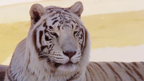 close up of a white tiger resting near a tree and a little