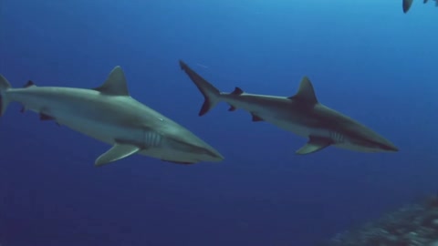 amazing sharks swimming along