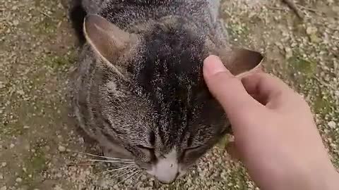 Touching a crying stray cat