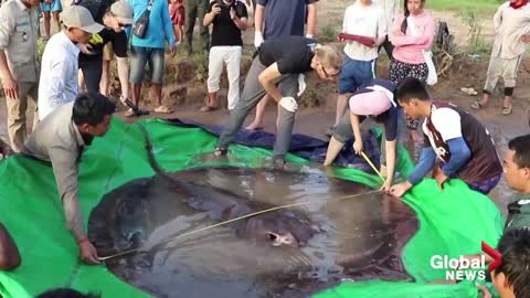Giant 300-kg stingray discovered in Cambodia dubbed "world’s largest" freshwater fish: Researcher