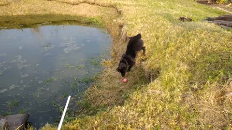 Black dog playing with his toy