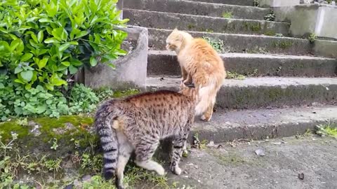 Real cat Fight | Funny cat compilation so cute cat