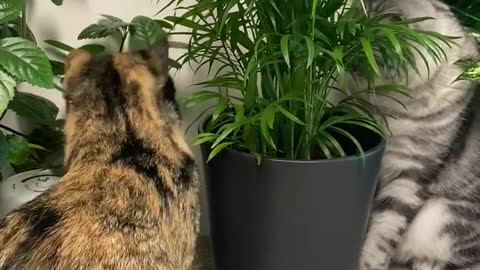 Cat fight over the flowerpot