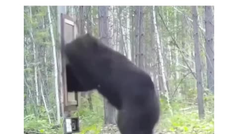 Wild Encounter: Bear's Hilarious Mirror Reaction in the Forest