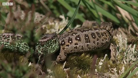 Beautiful Repiles and Rare Animals of Britain | BBC Earth