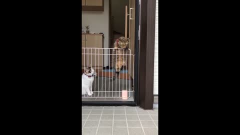 funny cat escape