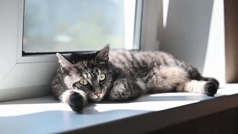 Beautiful cat in window