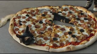 Cow and Cats are Eating Pizza!