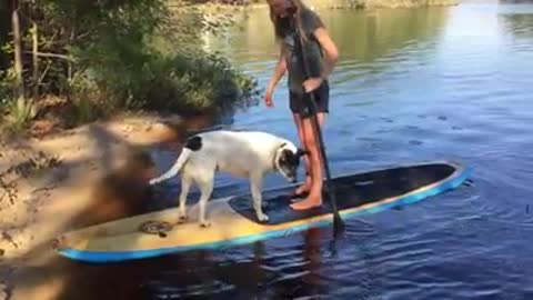 Maggie the Dog Paddle Boards