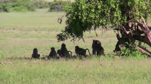 Mama and papa Baboon sweetly playing with their baby baboons under a big shade