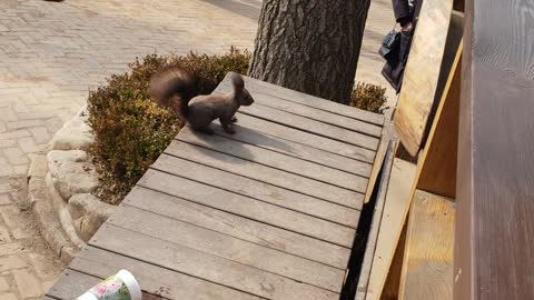 Squirrel drinking coffee