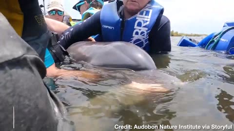 Dolphin Mother and Calf TRAPPED IN POND Rescued by Wildlife Experts