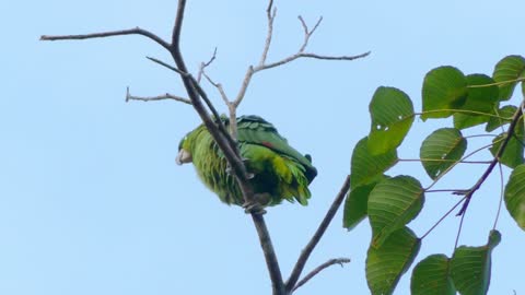 Amazing Parrot Animal Video