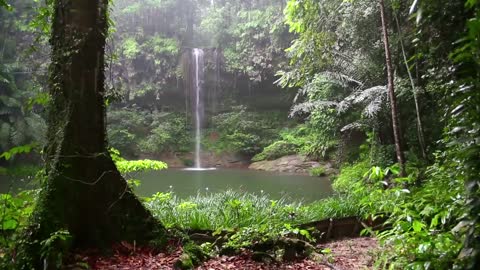 relax ! som de floresta e chuva !