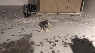 Owner Gets Mad When Husky Refuses To Come Inside