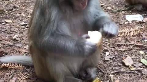 funny monkey Reaction (1)