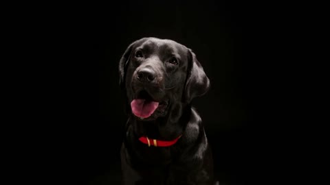 close-up of dark retriever dog with open mouth and tongue out