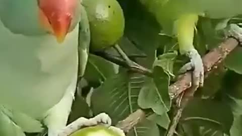 parrot eating food