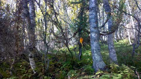 A magically spinning leaf